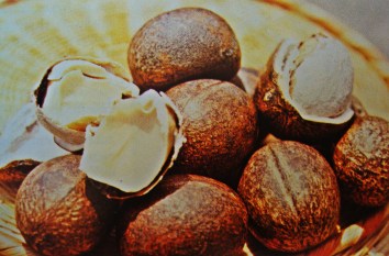 Nueces caldereñas. Fuente: Libro Frutales de Venezuela. Jesús Hoyos