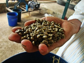 Cafe natural, secado y trillado.